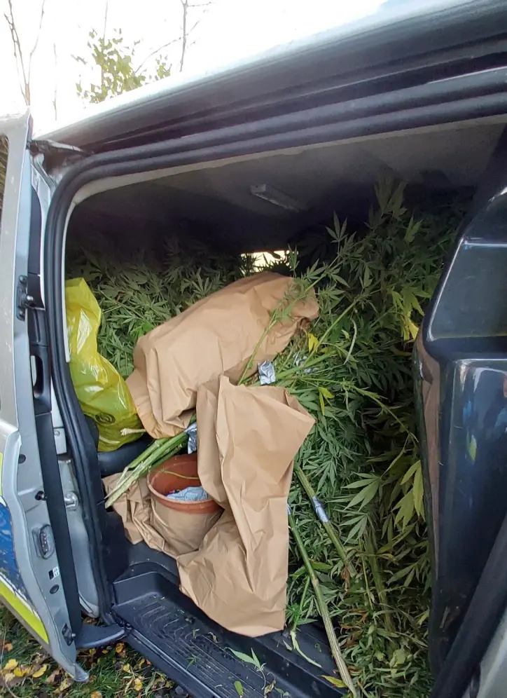 Illegaler Cannabis-Anbau im Wald: Polizei entdeckt Großplantage in Bönebüttel