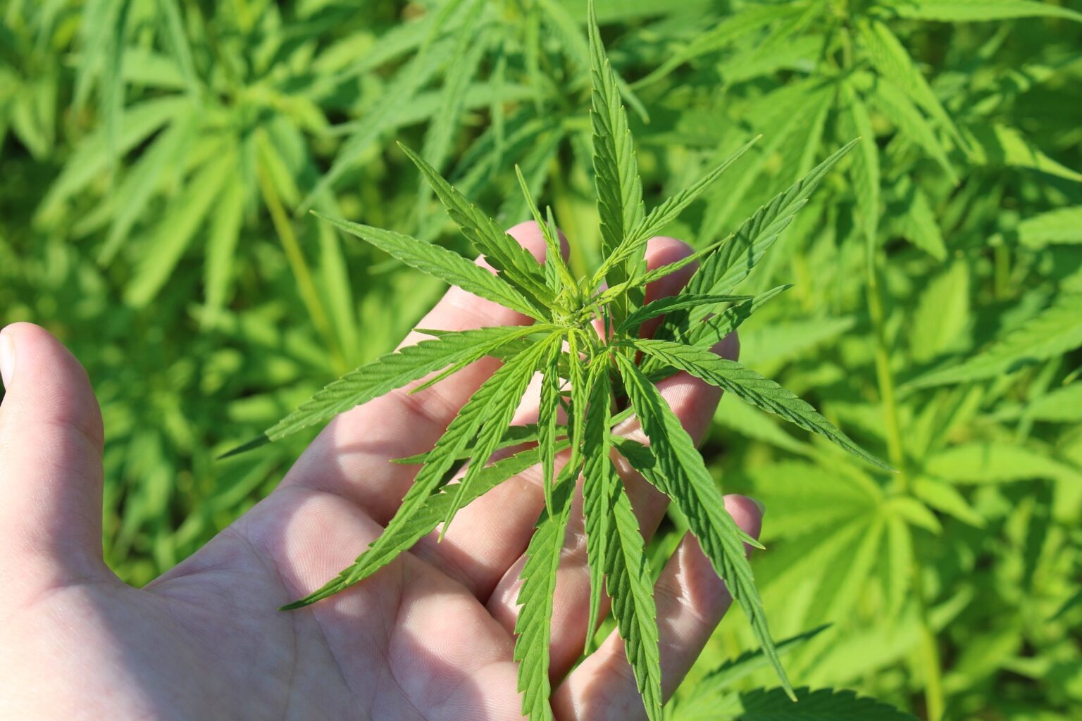 Dritter Cannabis-Club in Rheinland-Pfalz: Cannabis Gold Trier erhält Genehmigung