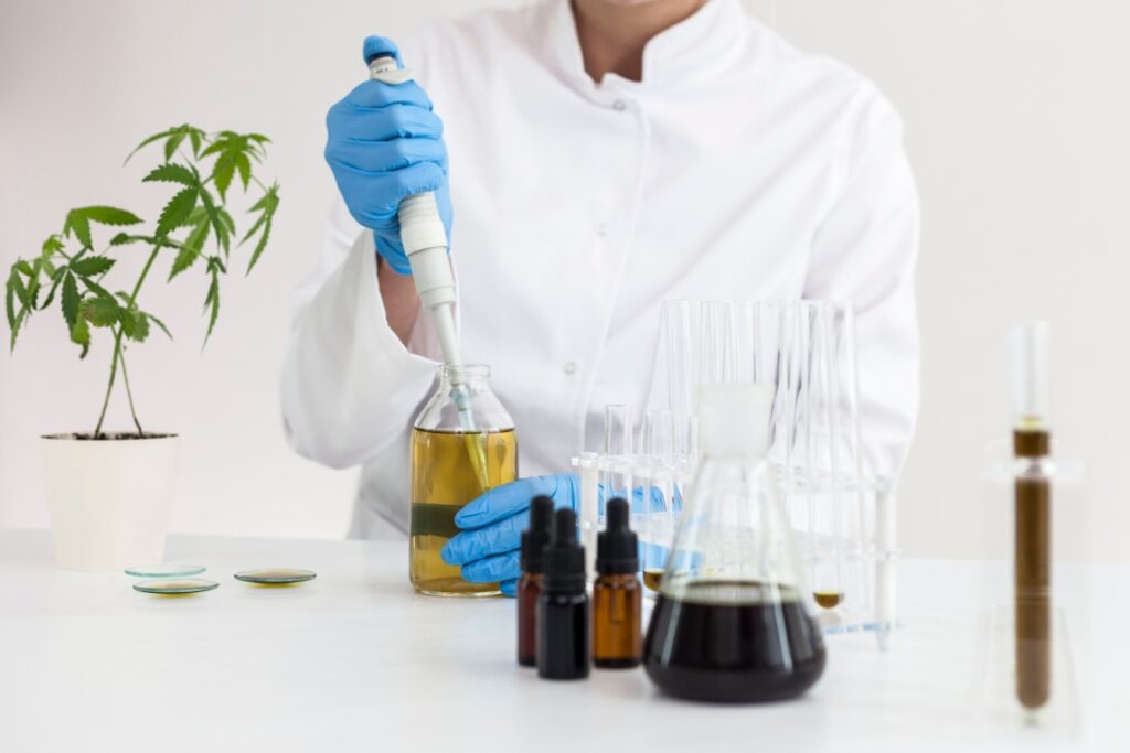 Watering cannabis plants in the laboratory.