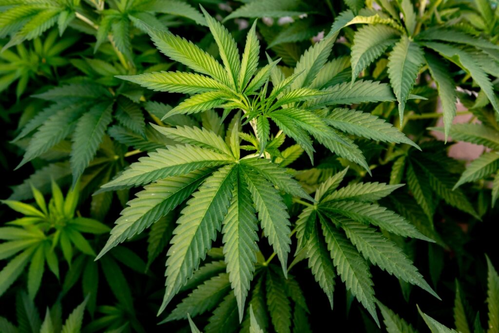 Florida sagt NEIN zur Cannabis-Legalisierung!