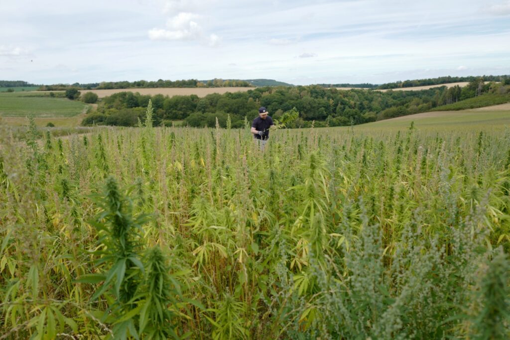 Hanf als Superfood: Landwirt aus dem Hochwald revolutioniert regionale Landwirtschaft | Foto: Hochwaldhanf.de